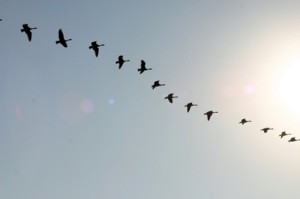wild_geese.jpg